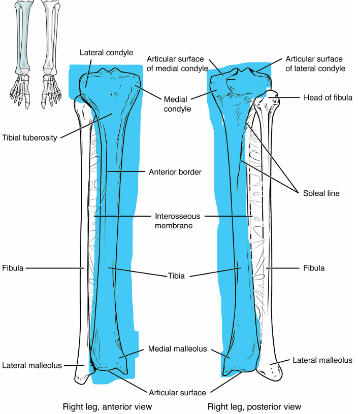<p>innermost thicker bone of lower leg, thick head and thinner bottom with point</p><p>medial condyle → inner articulation to femur</p><p>lateral condyle → outer articulation to femur</p><p>tibial tuberosity → attachment site of patellar tendon on front of bone</p><p>medial malleolus → medial bulge of ankle, articulates with talus</p>