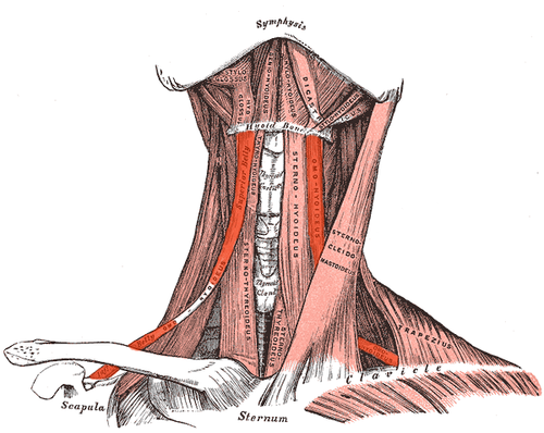 Omohyoid
Origin:
Insertion:
Action: