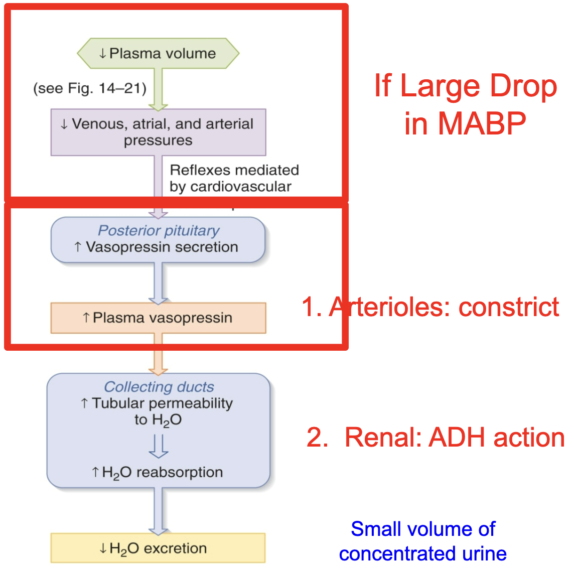 <p><span style="color: rgb(0, 0, 0);"><span>there is also a baroreceptor reflex for</span></span><span style="color: rgb(0, 0, 0);"><br></span><span style="color: rgb(0, 0, 0);"><span>vasopressin/ADH secretion </span></span></p><ul><li><p><span style="color: rgb(0, 0, 0);"><span>although this reflex plays a lesser role under most physiological circumstances compared to the</span></span><span style="color: rgb(0, 0, 0);"><br></span><span style="color: rgb(0, 0, 0);"><span>osmoreceptor reflex</span></span></p></li></ul><p></p>