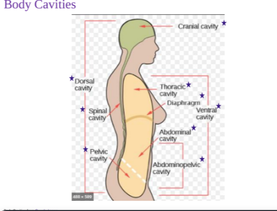 <p>Cranial Cavity at top</p><p>Dorsal cavity at back, includes the spinal cavity and pelvic cavity</p><p>Ventral cavity, includes the thoracic cavity, diaphram, abdominal cavity, and abdominopelvic cavity.</p>