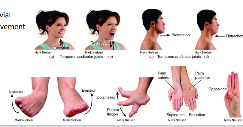 <p>Synovial (Movement) </p><p><strong>*just read/study</strong></p>