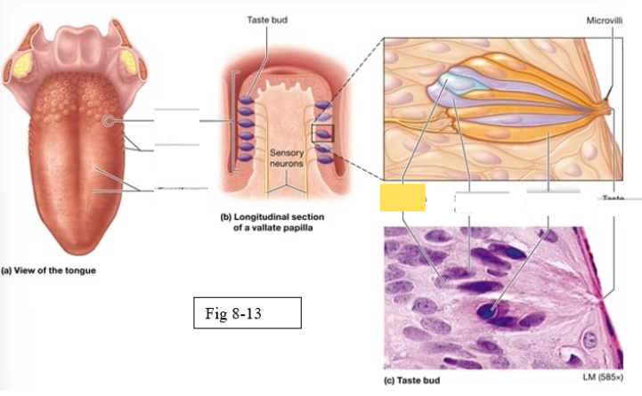 <p><span style="background-color: transparent; font-family: &quot;Times New Roman&quot;, serif;"><span>stem cells that divide to produce new gustatory cells</span></span></p>