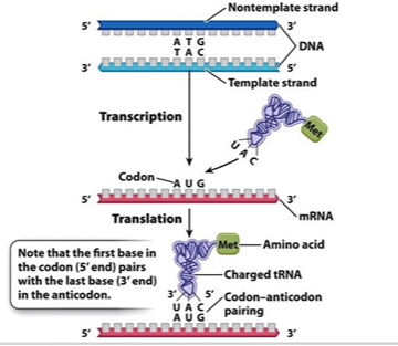 <p>First two bases in codon pair very strictly with anticodon</p><p>Flexibility at 3rd codon base can wobble, meaning the same tRNA can sometimes read more then one codon that codes for the same amino acid</p>