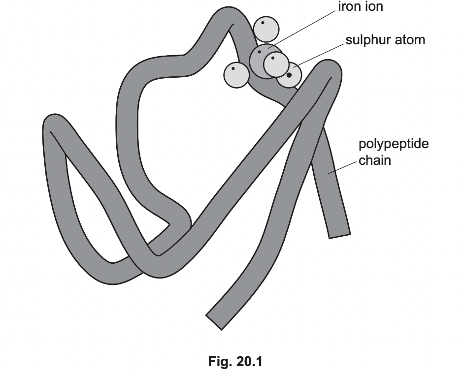 Using the information provided about rubredoxin, state two other differences between the structures of rubredoxin and haemoglobin.