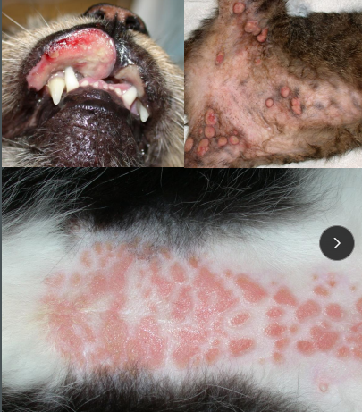 <p>Eosinophilic Granuloma Complex (EGC)</p>