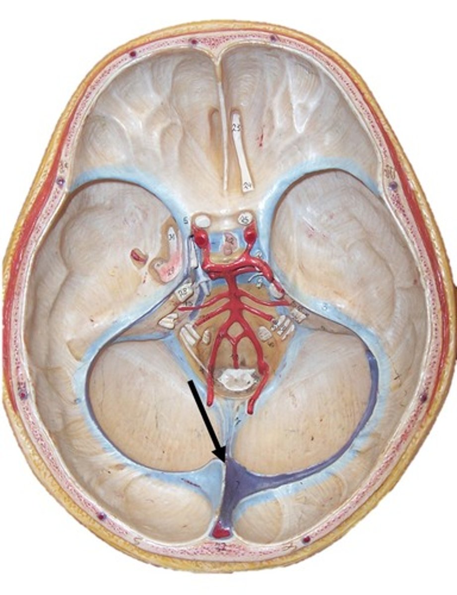 <p>Junction point where the straight sinus meets the inferior sagittal sinus and transverse sinus posteriorly</p>