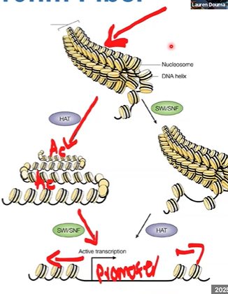 <p>can access DNA as heterochromatin (only one, very rare);</p><p>opens it through activation domain, recruits <strong>HATs </strong>and <strong>CRCs</strong></p>