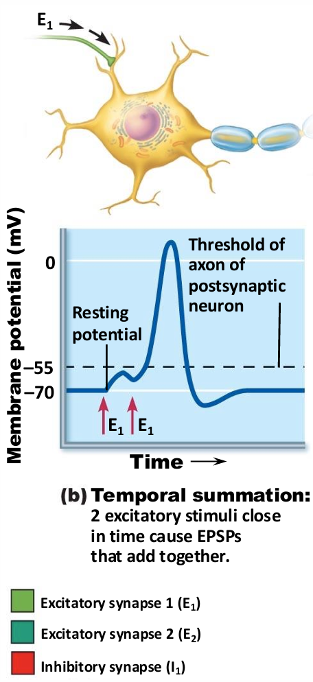 <p>One or more presynaptic neurons transmit impulses in rapid-fire order</p>
