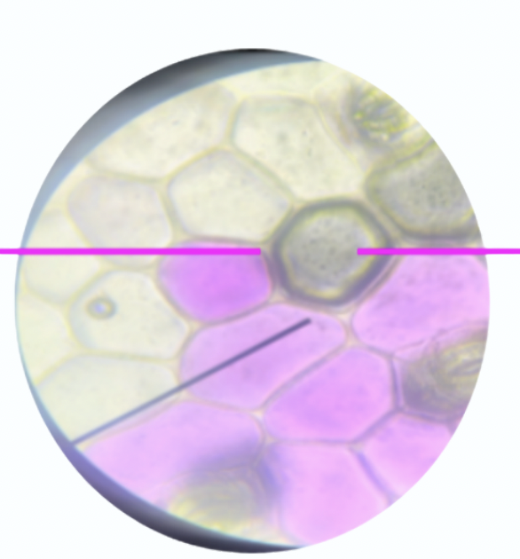 <p>What organelle is the pink line pointing at?</p>