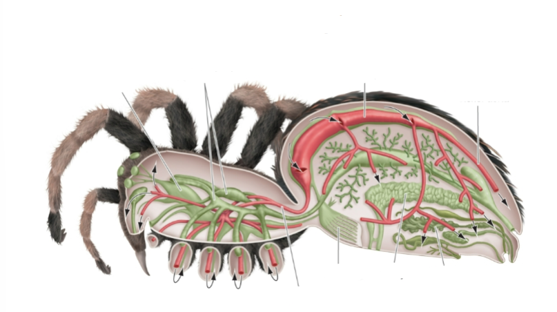 <p>Label this spiders circulatory system</p>