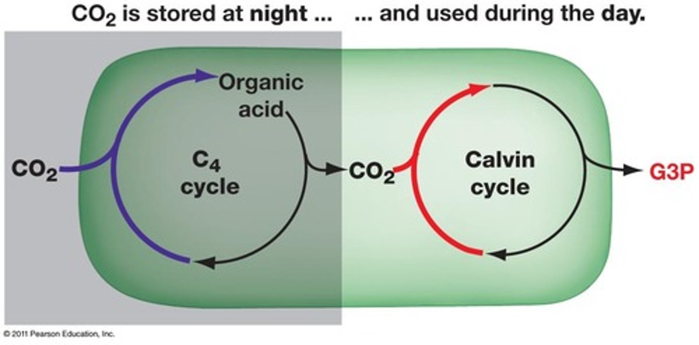 <p>CAM pathway</p>