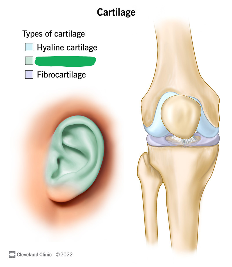 <p><span style="background-color: transparent;"><span>Flexible cartilage present in the outer ear, inner ear, and epiglottis.</span></span></p>