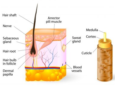 <p>the shaft (above the skin), cuticle, the follicle (below the skin), and the root (dermis and subcutaneous)</p>