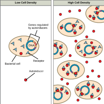 <p>Unicellular Signaling Pathways</p>
