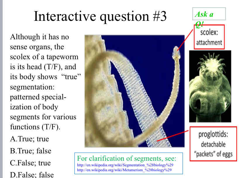 <p>Practice Question (Tapeworm) - Although it has no sense organs, the scolex of a tapeworm is its head (T/F), and its body shows &nbsp;“true” segmentation: patterned special-ization of body segments for various functions (T/F).</p>