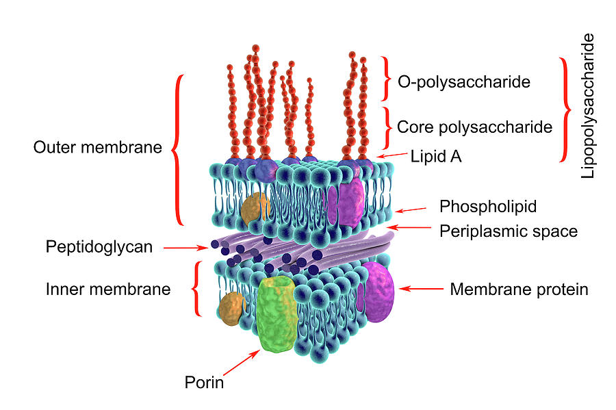 <ul><li><p><strong>a thin peptidoglycan layer</strong></p></li><li><p><strong>an outer lipopolysaccharide (LPS) layer</strong></p><ul><li><p>consists of lipid A (endotoxin), core polysaccharides, and O antigens</p></li><li><p>acts as a barrier and a site of attachment to host cells</p></li></ul></li></ul><p></p>