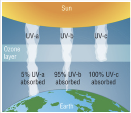 <p>shorter UV wavelengths (B &amp; C) are more harmful, thus ozone absorbs it before it can cause harm. </p><p></p><p></p>