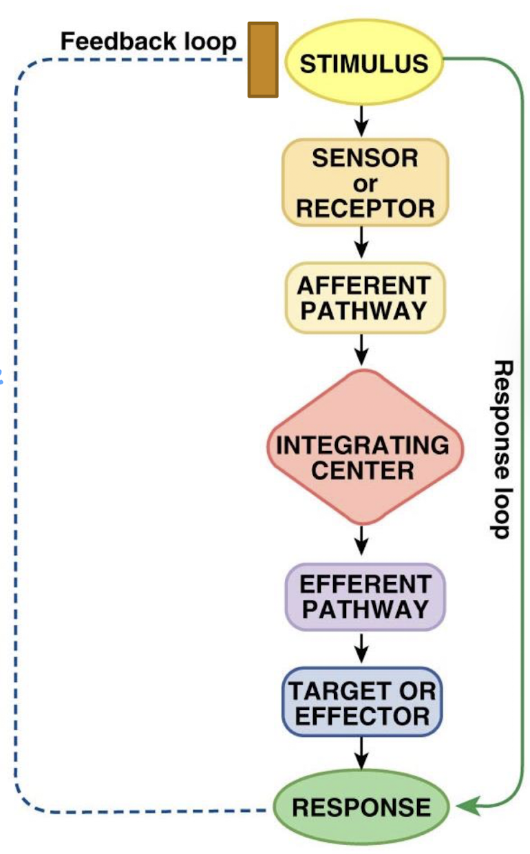 <p>variable being monitored and maintained</p>