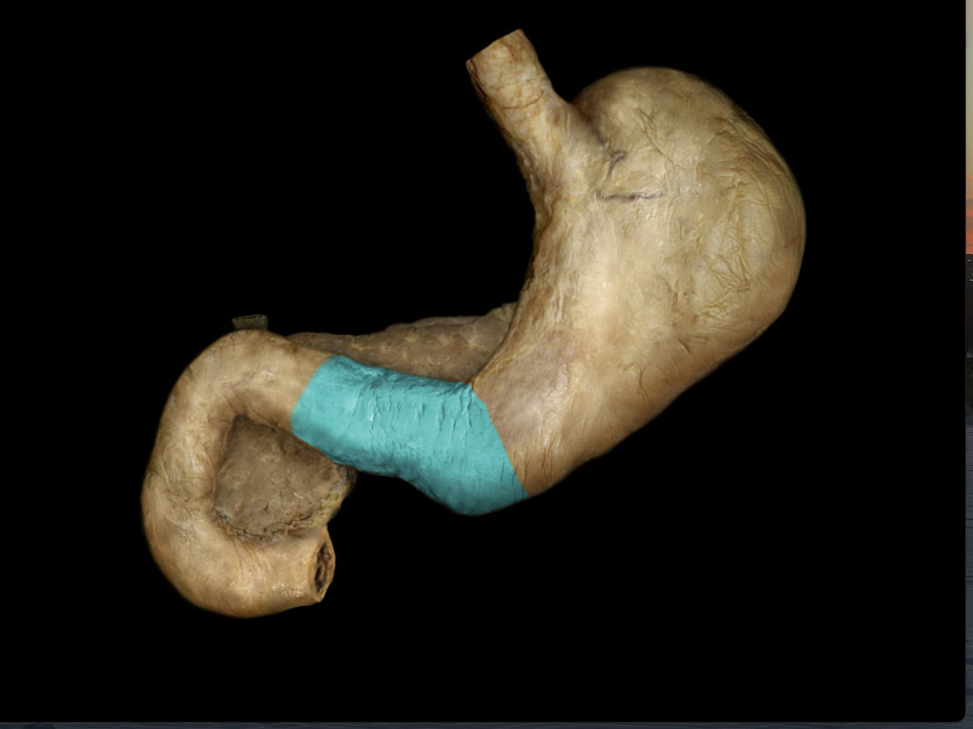 knowt flashcard image