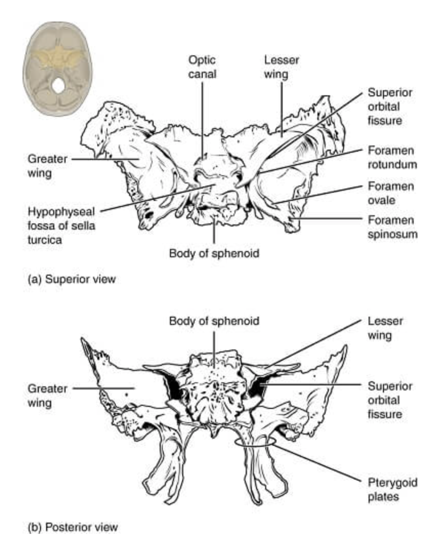 <p>Bat-shaped bone that is described as the keystone bone of the cranium because it articulates with all other cranial bones</p>