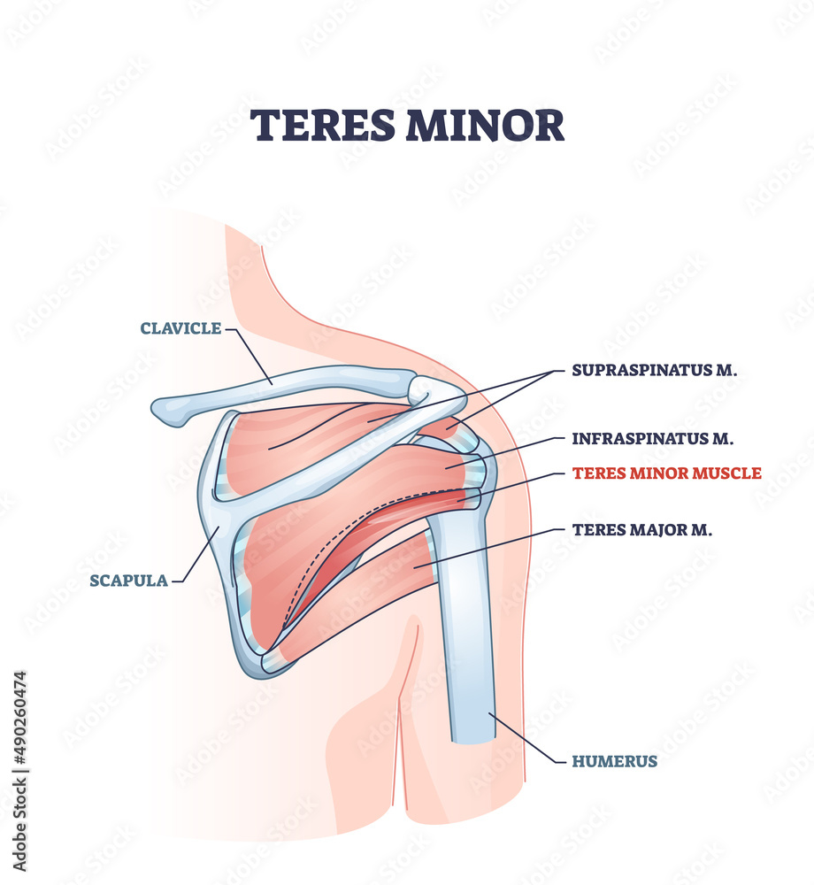 <p>M. Teres minor</p>