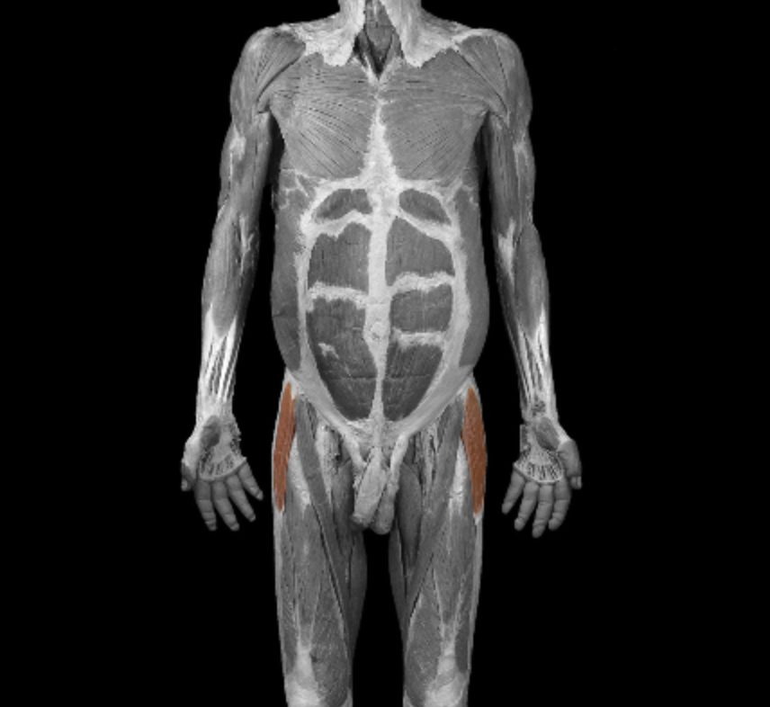 <p>origin: iliac crest, anterior superior iliac spine, iliotibial tract</p><p></p><p>insertion: iliotibial tract </p><p></p><p>action: flex at hip </p><p></p><p>innervation: superior gluteal nerve </p>