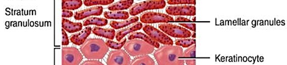 <p>aka “grainy layer”</p><ul><li><p>keratinocytes stop dividing</p></li><li><p>begin to produce protein fibers</p><ul><li><p>keratin - tough, fibrous protein</p></li><li><p>keratohyalin - dense granules, cross-link keratin fibers</p></li></ul></li><li><p>dehydrated &amp; dies</p></li><li><p>form tightly interlocked layer of keratin surrounded by keratohyalin</p></li></ul><p></p>