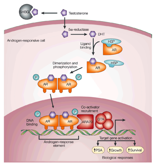 It binds to androgen receptors, causing intracellular transcription factors. This activates specific genes and increases specific protein synthesis.

