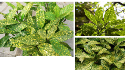 <p>-plain green leaves in straight species -usually a cultivar, with yellow (or other color) spots -sometimes bri</p>