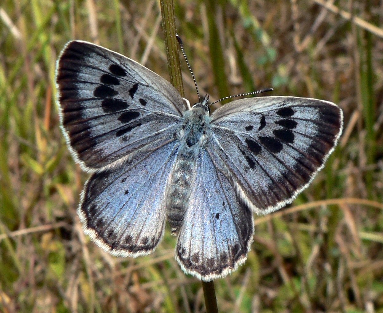 <p>Family: Lycaenidae</p><p></p><p>Antennae usually ringed with white (bases touching eyes)</p><p>Some with fine prolongations</p>