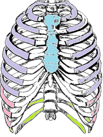 <p>What kind of ribs are the ones labeled in purple? What numbers are they?</p>