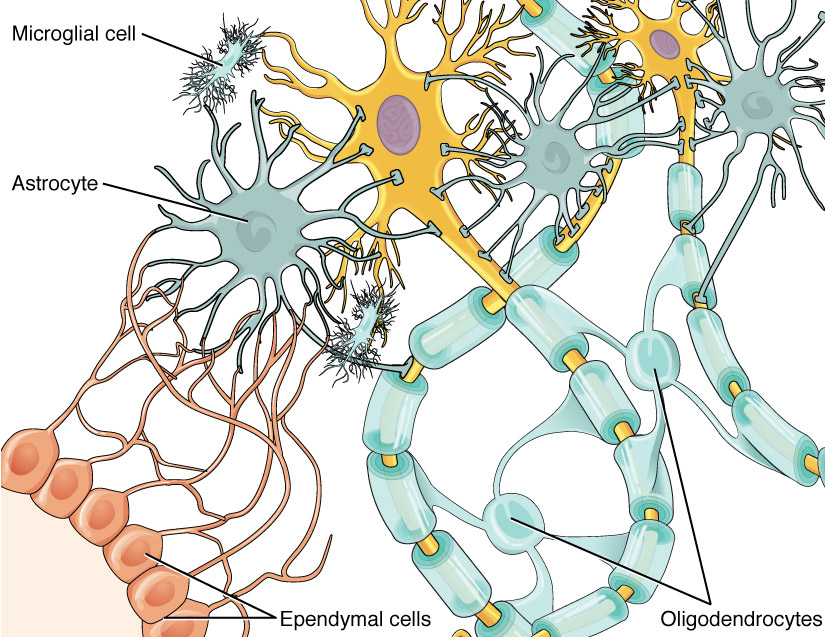 <p>Glial of Glia cells</p>