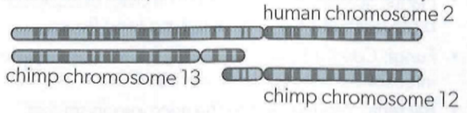<p>Chromosome bonding patterns. The patters of human chromosome 2 is very similar to that of chromosome 12 &amp; 13 in chimps</p>