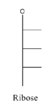 <p>pent- aldose</p><p>R, R, R</p>