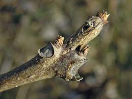 there is a southern and a northern

LARGE cordate and velvet leaves

long skinny green pod

prefer full sun 

weak wooded and messy

piercing sucking insect