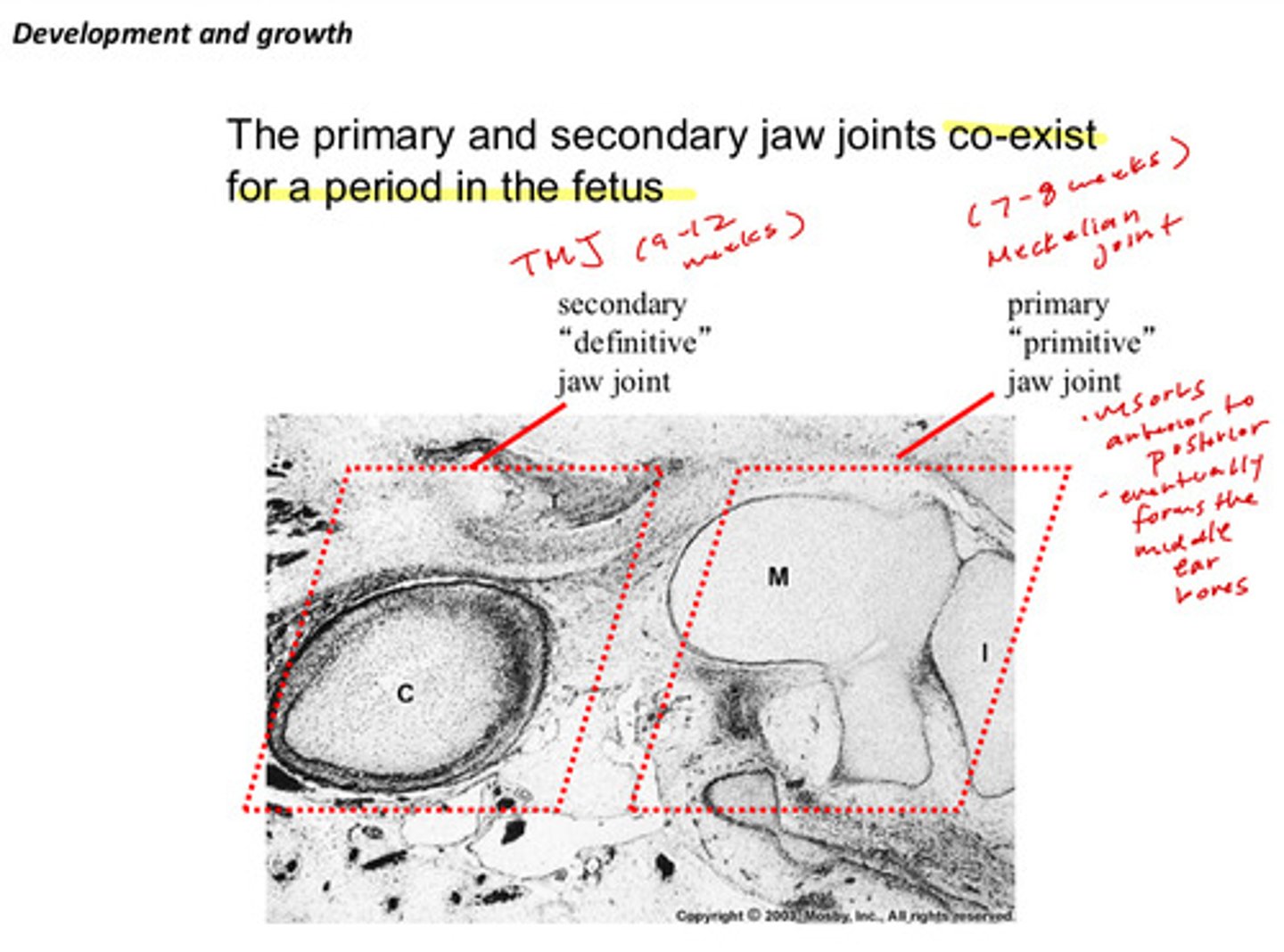 <p>meckel's cartilage/meckelian joint acts as a primary "primitive" jaw joint (this later resorbs anterior to posterior to eventually form the middle ear bones) and the TMJ is the secondary "definitive" jaw joint; they coexist around weeks 10-20 of embryo development</p>