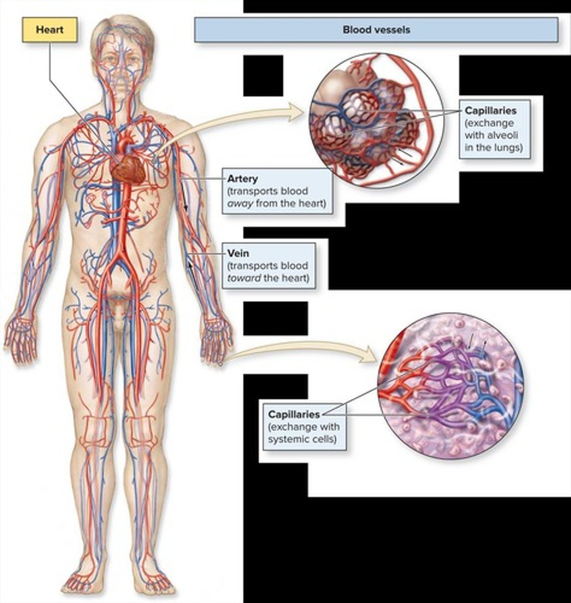 <p>Cardio = heart, vascular = vessels.</p>