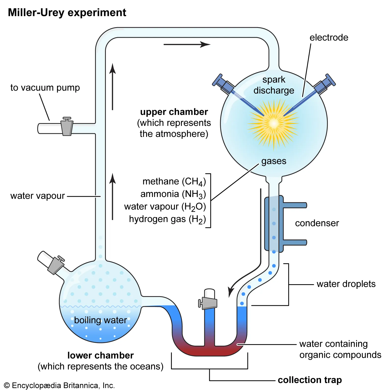 <ul><li><p><strong>What They Did:</strong></p><ul><li><p>Simulated early Earth atmosphere inside a closed system.</p></li><li><p>Added water (oceans), CH₄, NH₃, H₂ (atmosphere), and electrical sparks (lightning).</p></li></ul></li><li><p><strong>What They Found:</strong></p><ul><li><p>Within days, the system produced amino acids, simple sugars, lipids, and other organic molecules.</p></li></ul></li></ul><p></p>