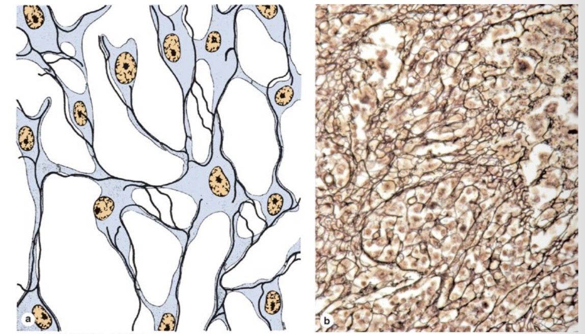 <p>Is ko sudarytas tinklinis audinys?</p>