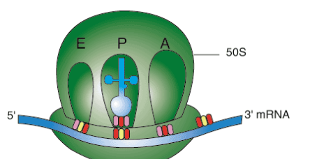 <ul><li><p>mRNA exits nucleus and travels to ribosome.</p></li><li><p>Connects to mRNA binding site next to A site on ribosome</p></li></ul><p></p><p></p>
