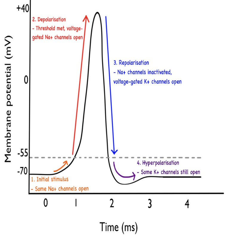 <p>Once a threshold is reached (and inside voltage of the cell reaches –55 mV), all Na+ channels open and Na+ rushes into the cell, raising the mV inside the cell drastically. This is called </p>