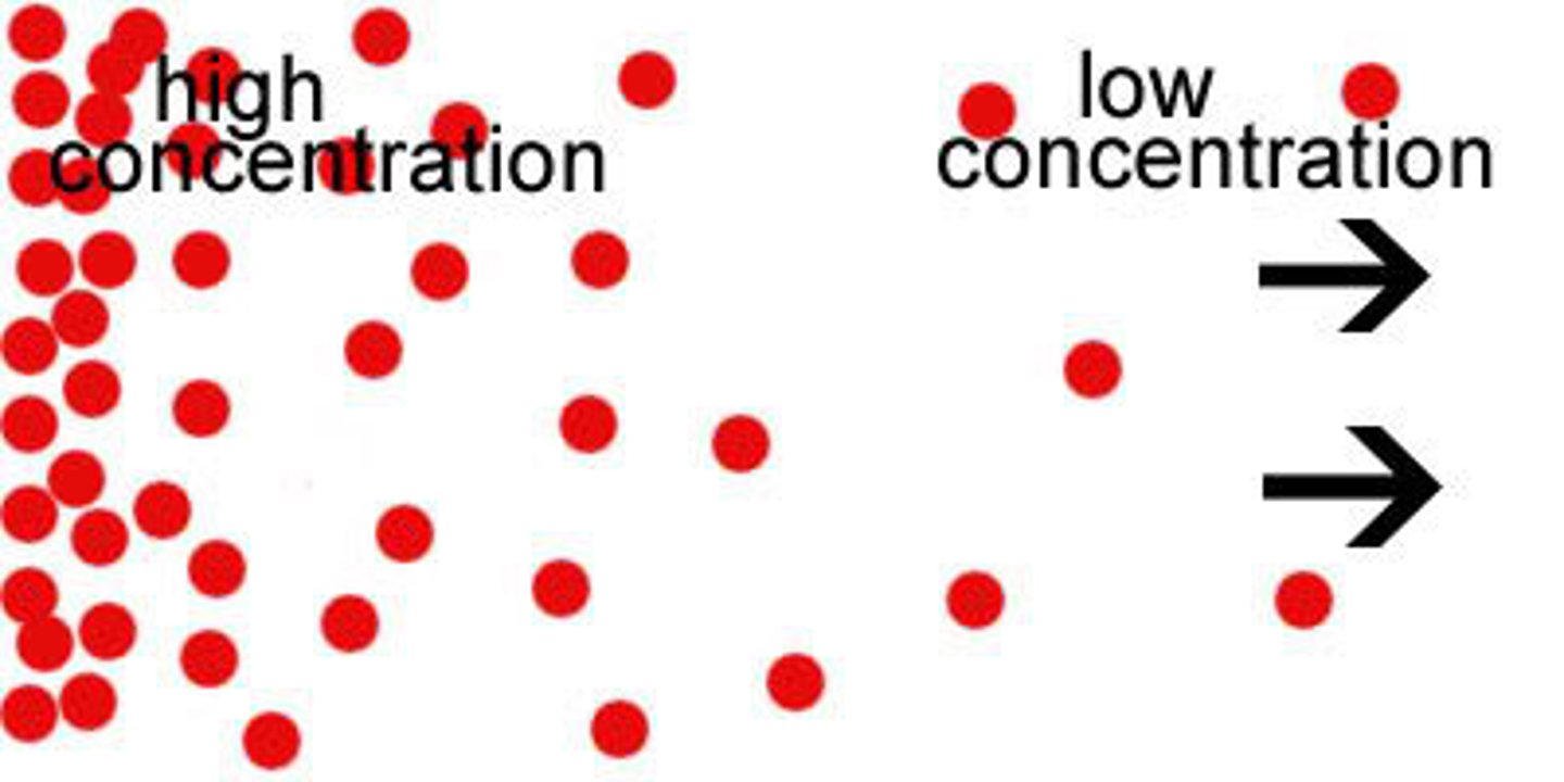 <p>The difference in the amount of a substance between two areas, which causes diffusion.</p>