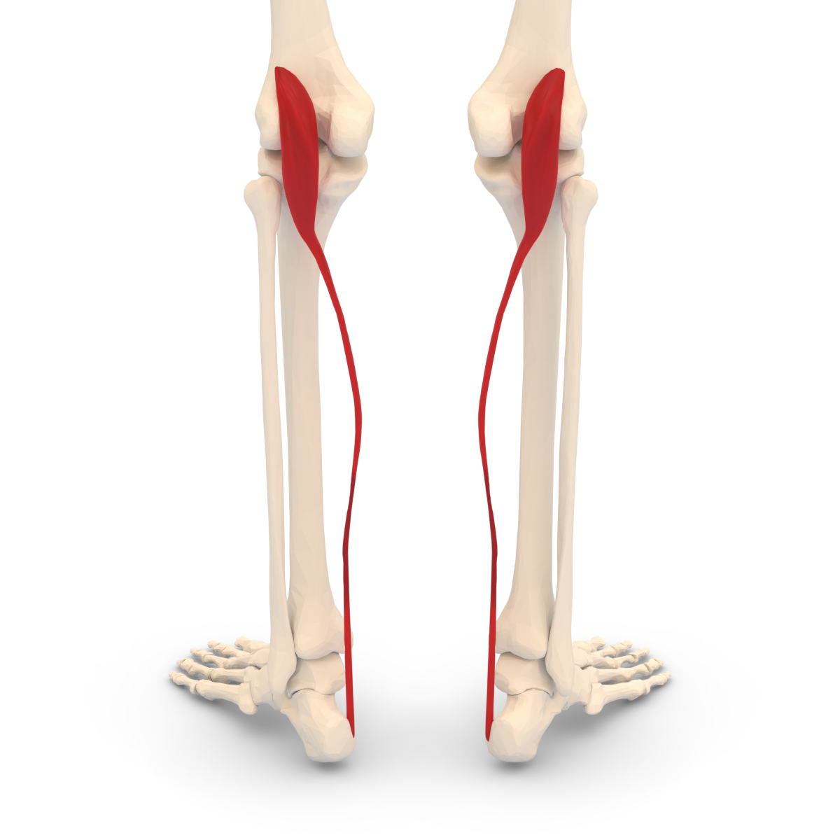 <p>plantar flexes the foot and flexes leg at the knee joint</p>