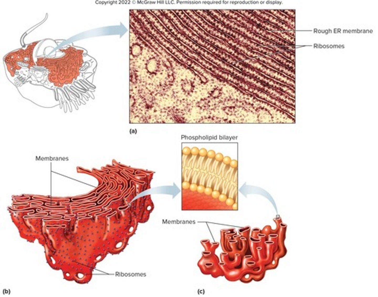 <p>RER contains ribosomes and conducts protein synthesis, while SER does not have ribosomes and conducts lipid synthesis.</p>
