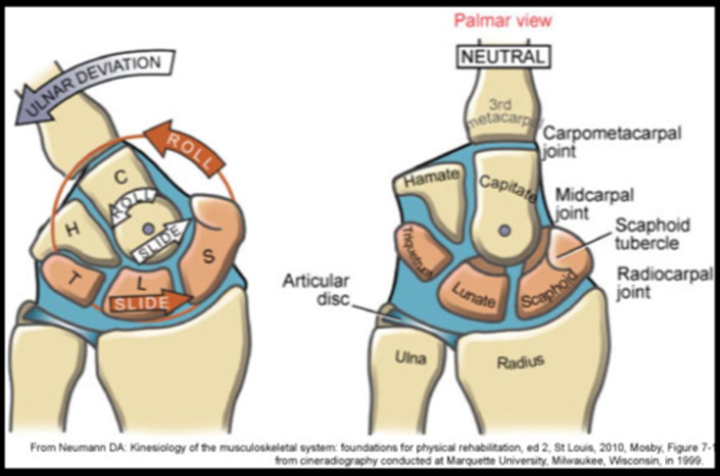 <p>Opp roll and glide</p><p>To improve joint arthrokinematics perform:</p><p>Anterior for extension (volar)</p><p>Posterior for flexion (dorsal)</p><p>Ulnar for radial deviation</p><p>Radial for ulnar deviation</p>