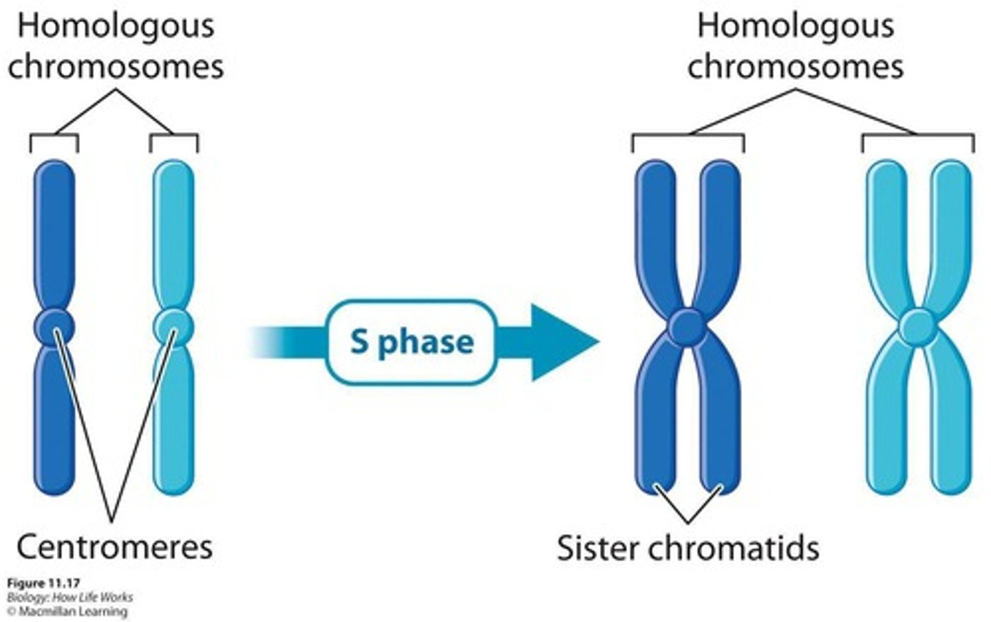 <p>DNA replication (chromosome duplication).</p>