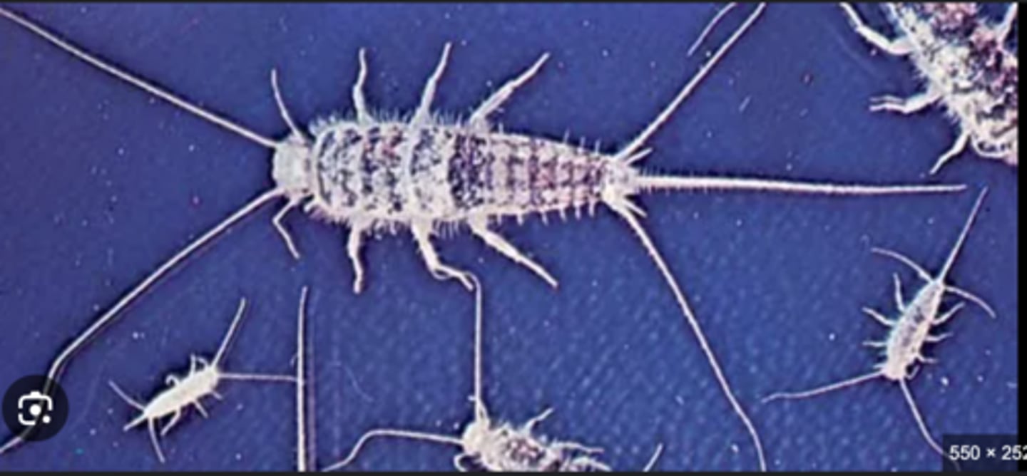 <p>Primitive wingless insects that never possessed wings.</p>
