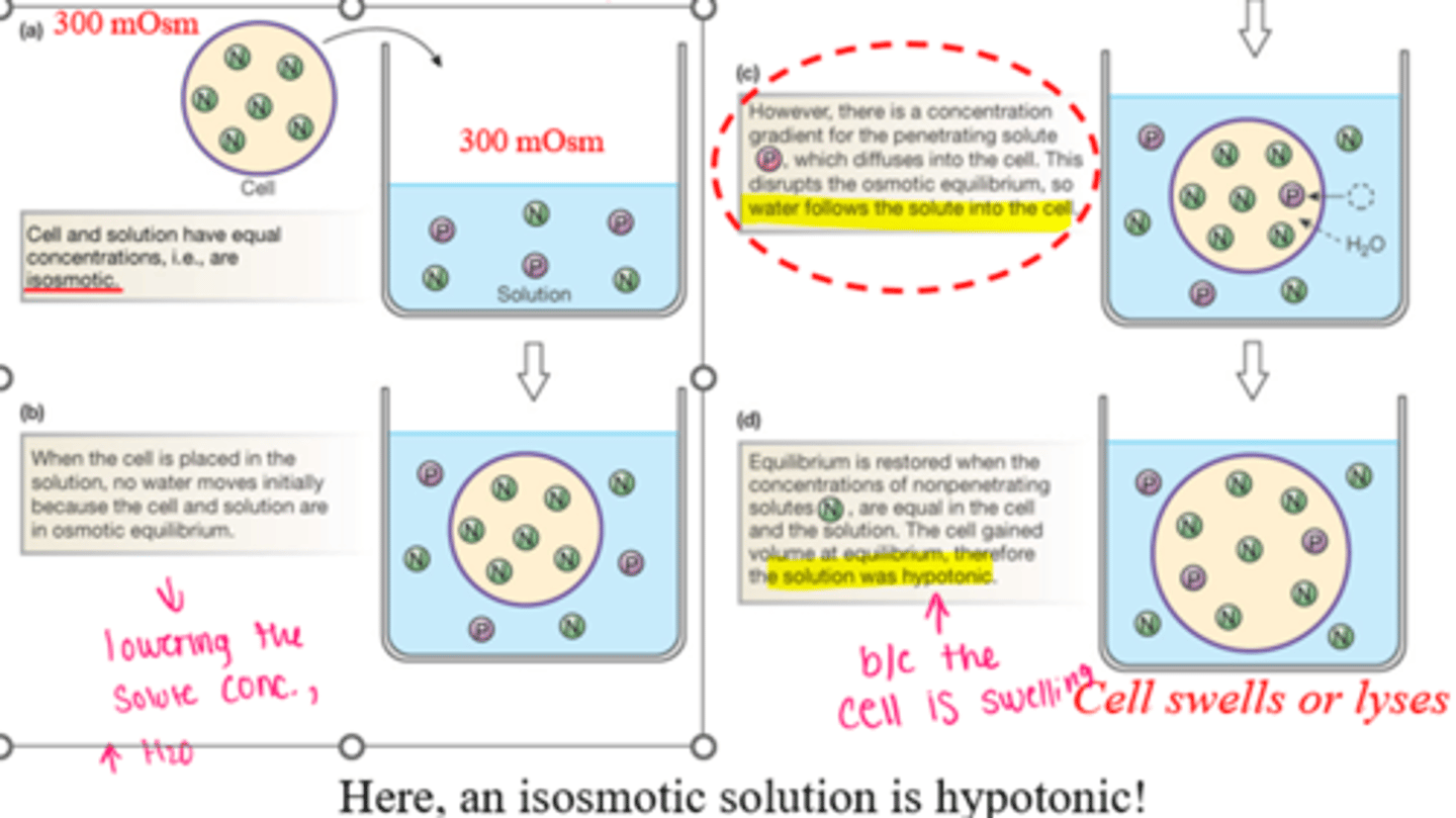<p>must think about what happens when cell is dropped into solution</p>