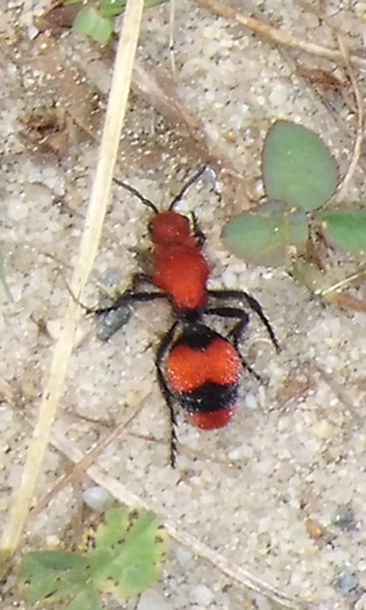 <p>Velvet ants</p>