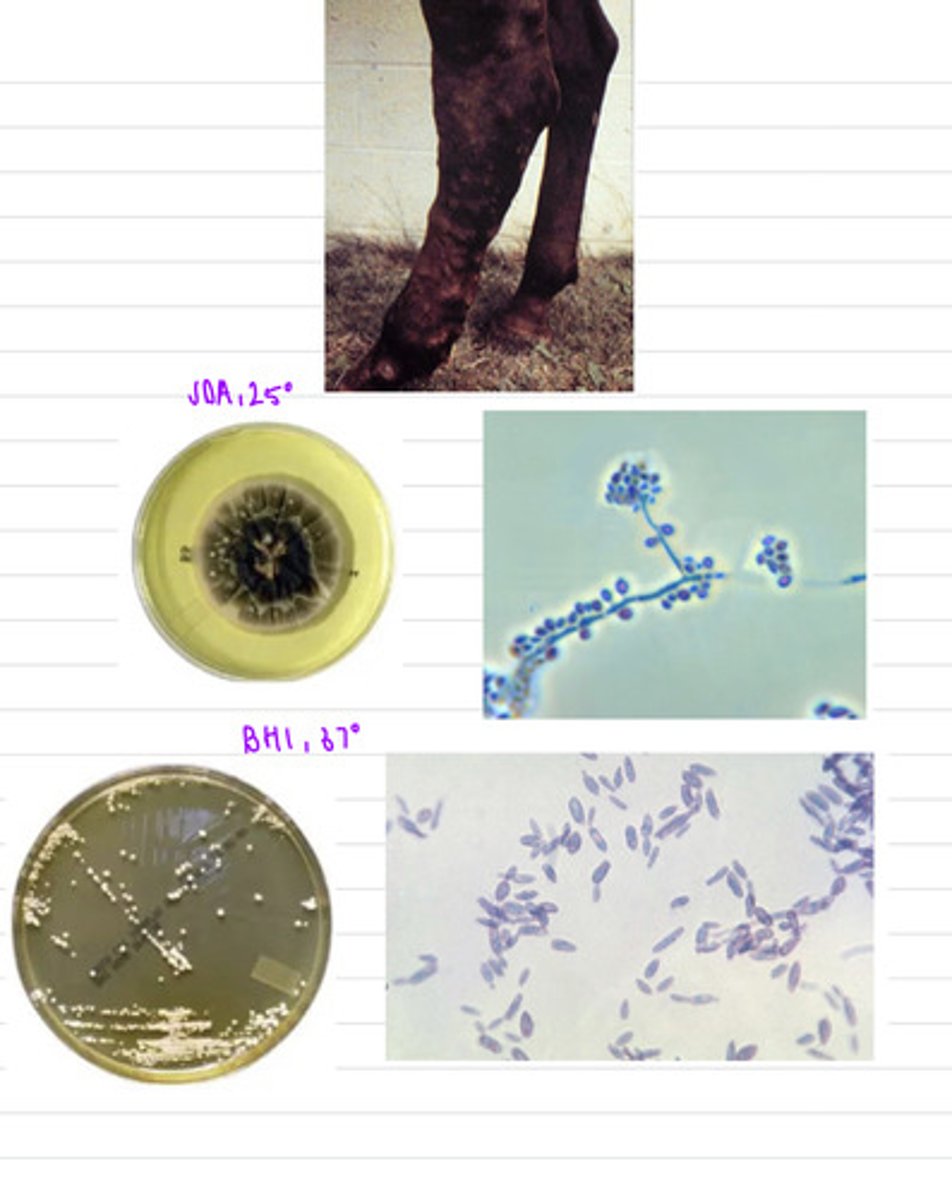 <p>this horse came to the vet with lesions all over the skin and subcutaneous edema. we take samples and isolate them both on BHI at 37 degrees and SDA at 25 degrees.</p><p>what is the diagnosis?</p>